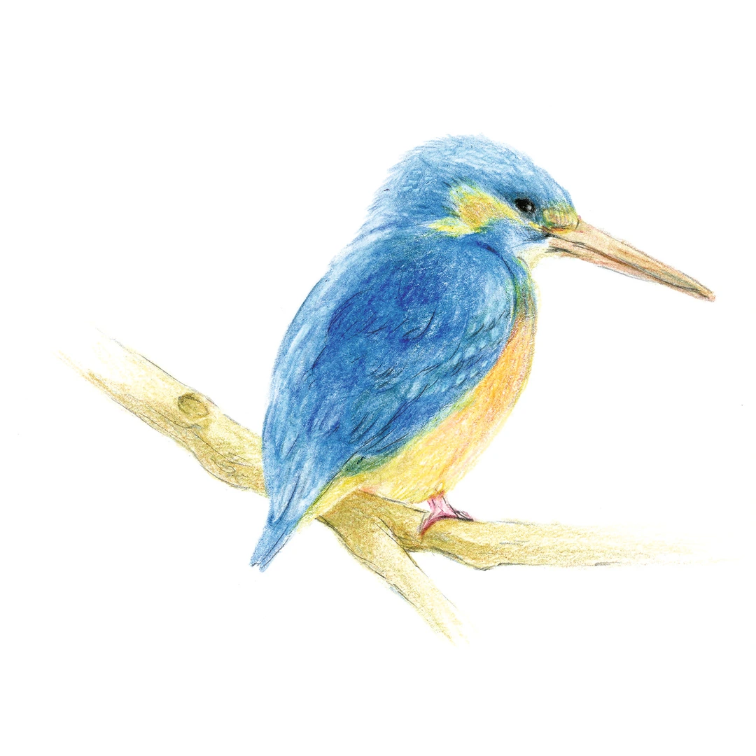 Tombow pencil Irojiten spruce - Bild 3