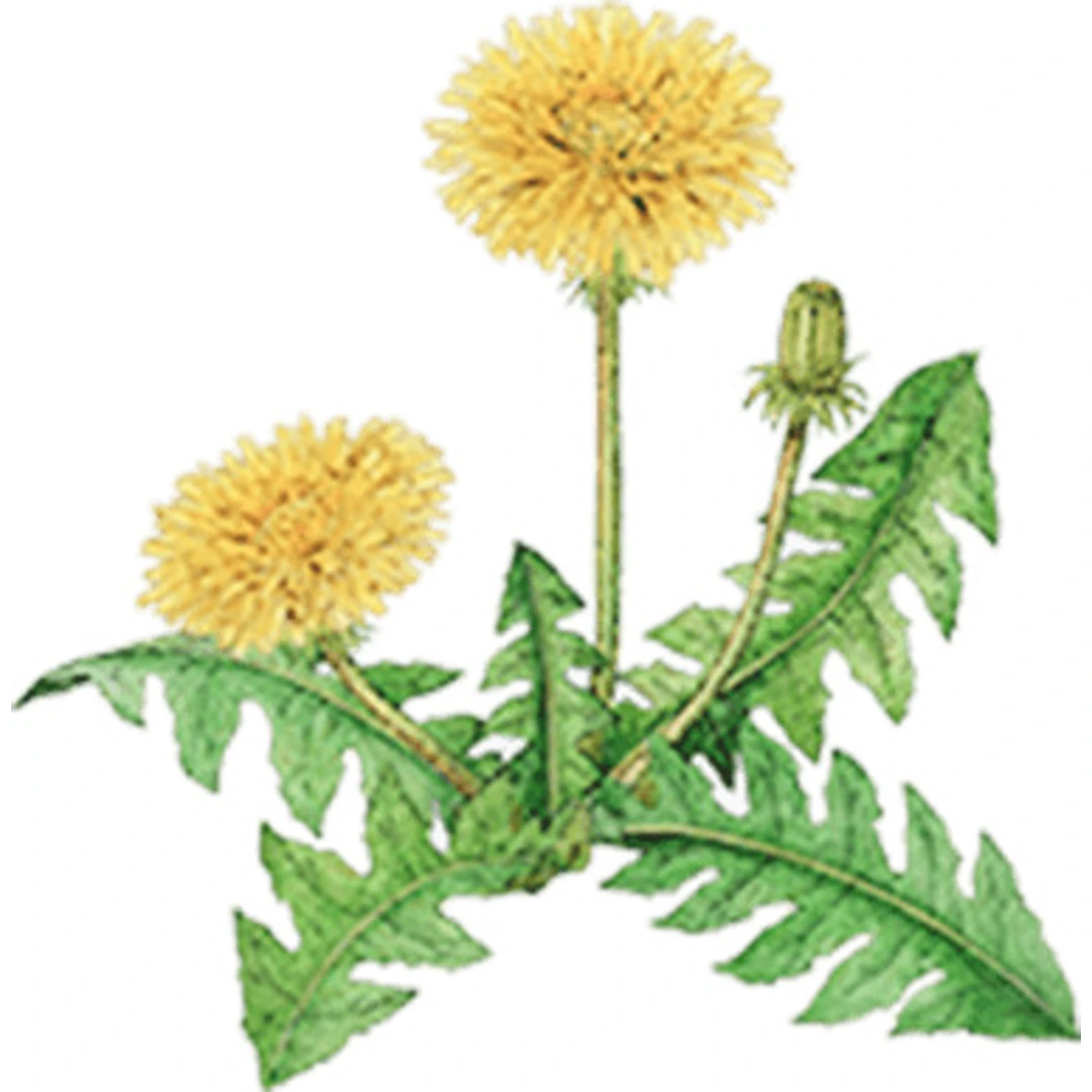 Tombow pencil Irojiten olive yellow - Bild 3